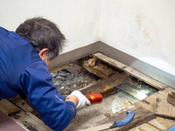 Best Residential Mold Removal  in El Paso De Robles, CA
