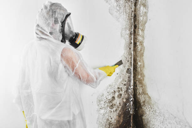 Best Fast Mold Removal  in El Paso De Robles, CA