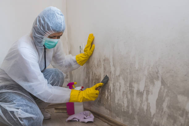 Best Attic Mold Removal  in El Paso De Robles, CA