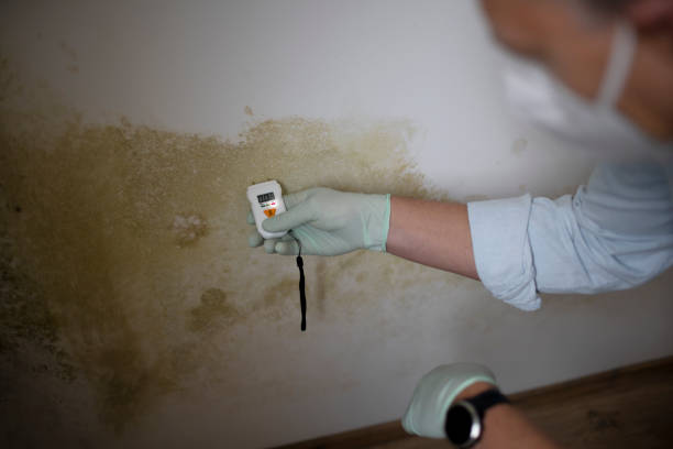 Best Same-Day Mold Removal  in El Paso De Robles, CA