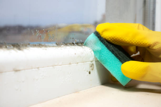 Best Mold Cleaning Services  in El Paso De Robles, CA