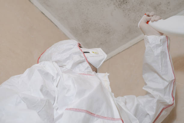 Best Local Mold Removal Service  in El Paso De Robles, CA
