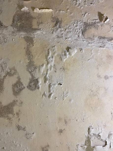 Best Water Damage Restoration  in El Paso De Robles, CA