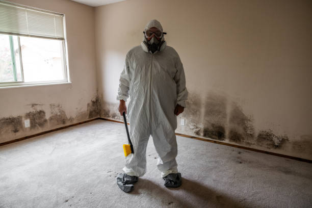 Best Fast Mold Removal  in El Paso De Robles, CA