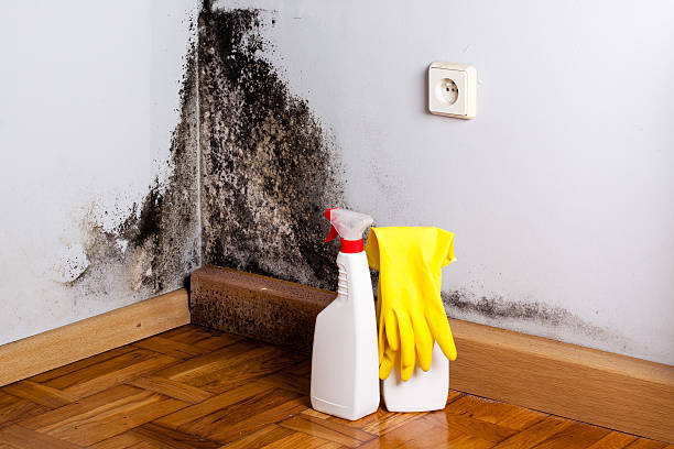 Best Mold Removal Company Near Me  in El Paso De Robles, CA