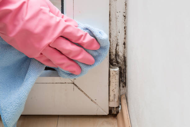 Trusted El Paso De Robles, CA Mold Removal Experts
