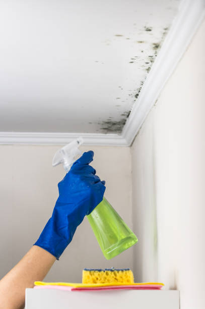 Best Mold Testing  in El Paso De Robles, CA