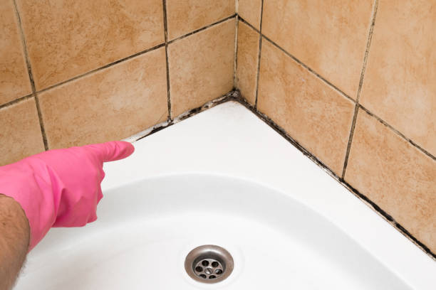 Best Emergency Mold Removal  in El Paso De Robles, CA